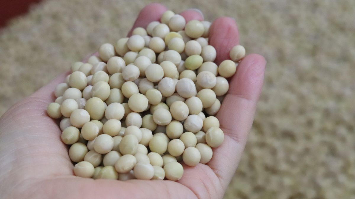 Whole raw soybeans before roasting - Samjin food sweet roasted soybean powder