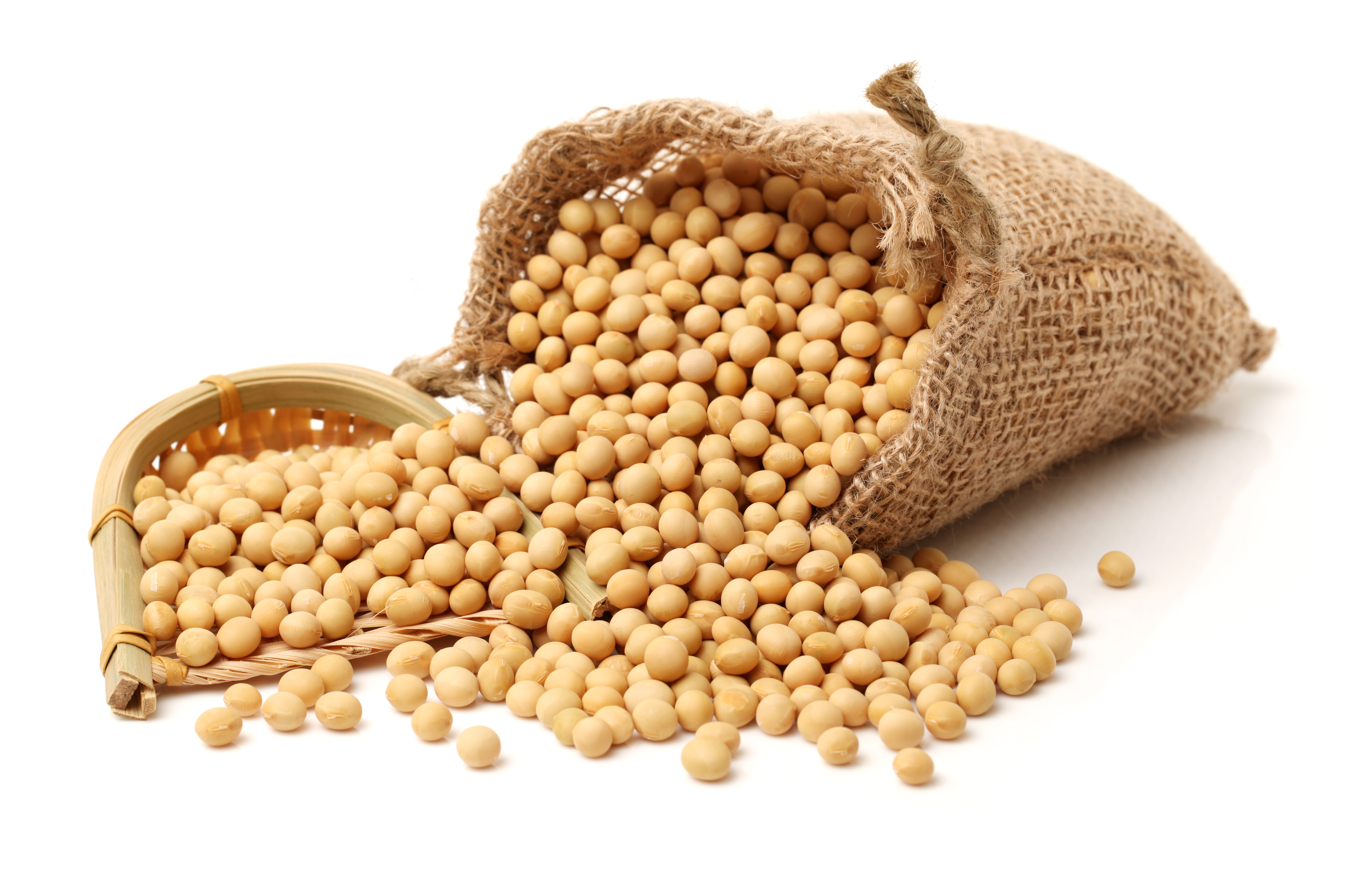 Korean soybeans in a sack before roasting - Samjin food